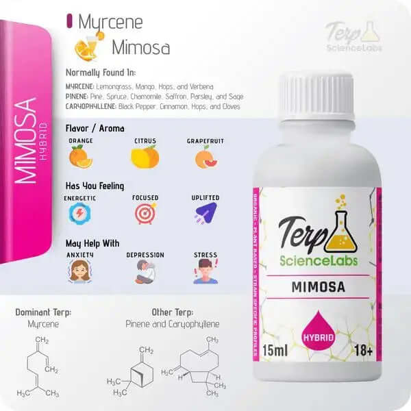 Mimosa terpenes from TS Labs with citrus and fruit punch aroma, perfect for energy boost without hangover. 15ml bottle shown.