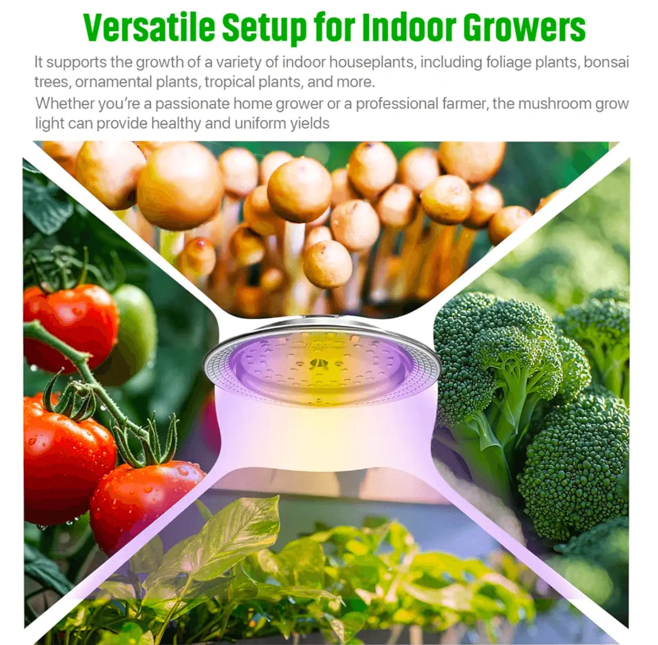 Still Airbox for Mycology is Versatile indoor grow setup featuring mushrooms, tomatoes, broccoli, and LED grow light promoting uniform growth in home gardening.