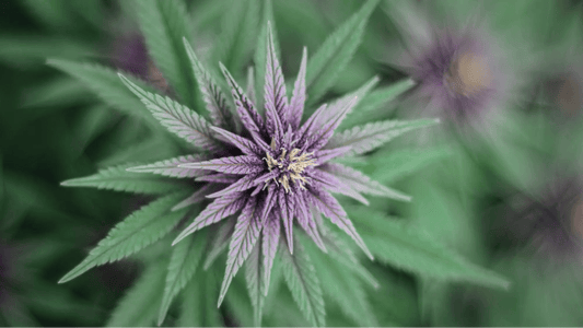 Proper Extract and Flower Infusion Techniques with a close-up of a purple flower used in holistic health remedies