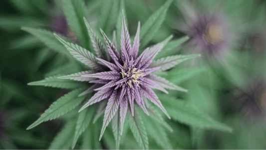 Proper Extract and Flower Infusion Techniques with a close-up of a purple flower used in holistic health remedies