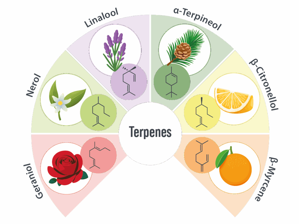 Infographic showing terpenes used in candles, focusing on using botanical terpenes to create incredible and exotic candle aromas.