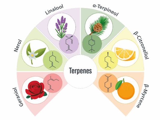 Infographic showing terpenes used in candles, focusing on using botanical terpenes to create incredible and exotic candle aromas.