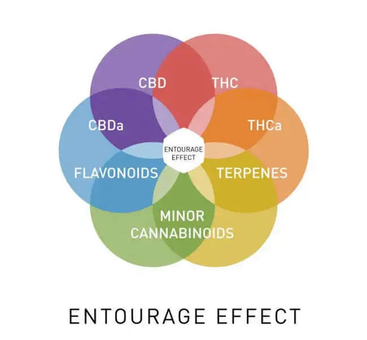 Cannabis Terpenes Pain Relief Entourage Effect – Natural Therapy diagram showing the interaction of CBD, THC, and other compounds.