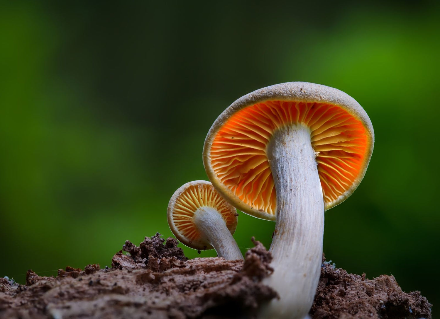 Mycology Supplies