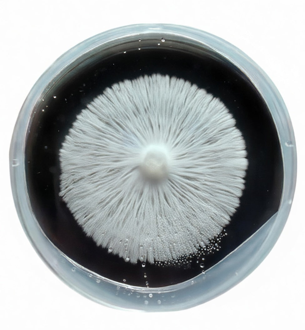 Petri dish with fungal culture, essential for Mycology Supplies and research.