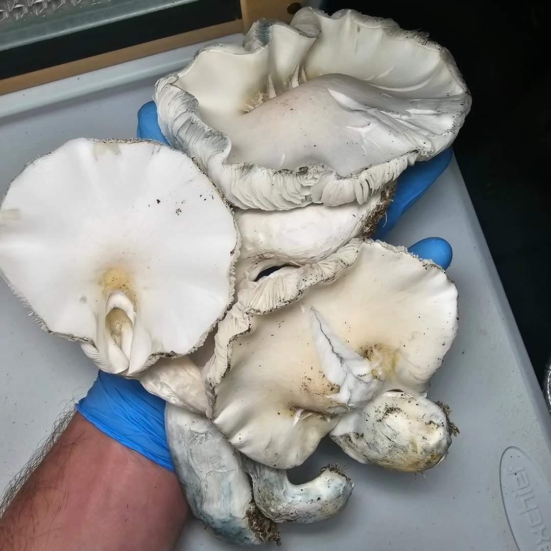 Person holding large white mushrooms, suitable for advanced mycology research with Microscopy Research Liquid Cultures.