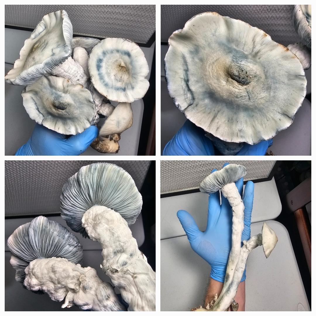 Blue-stained mushrooms held by a gloved hand, showcasing unique characteristics and textures for Microscopy Research Liquid Cultures.
