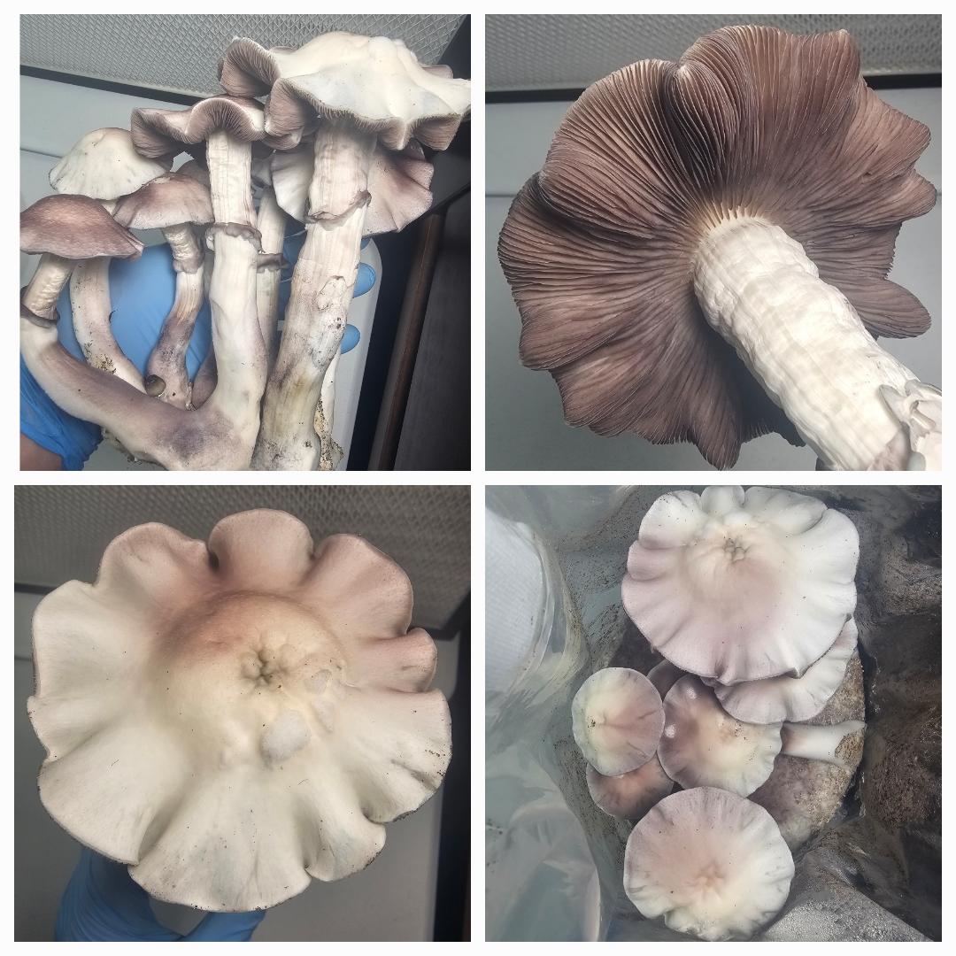Microscopy Research Liquid Cultures shown in various growth stages with visible mycelium, suitable for microscopy analysis.