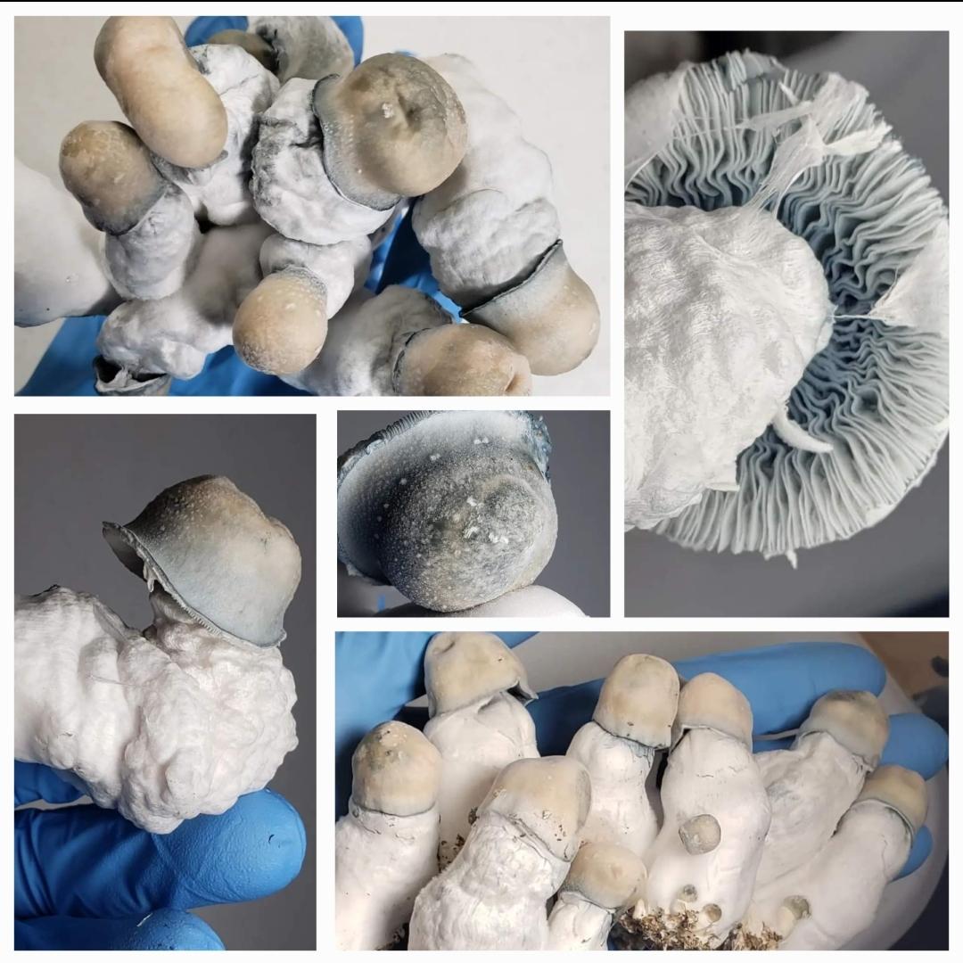 Collage of fungal growth images for Microscopy Research Liquid Cultures in 10ML syringes.