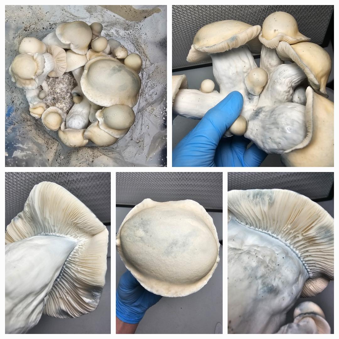 Five close-up images of mushroom growth used for Microscopy Research Liquid Cultures study in mycology, featuring various mycelium formations.