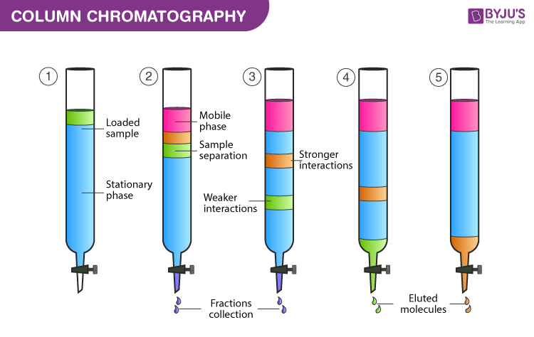 Diagram showing sample separation in Borosilicate Chromatography Columns with steps for chemical interaction and molecule elution.