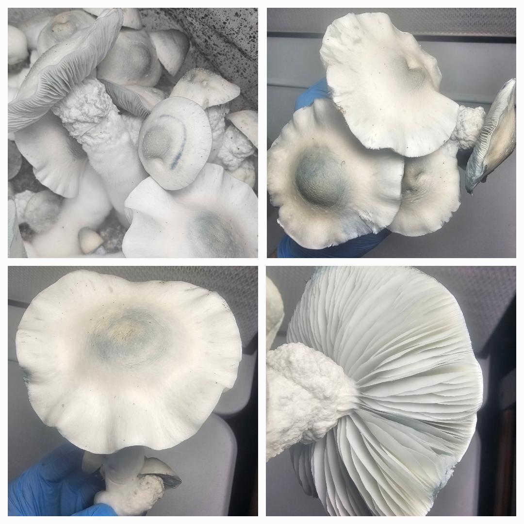 Close-up images of various mushrooms, showcasing their gills and caps, suitable for Microscopy Research Liquid Cultures study.