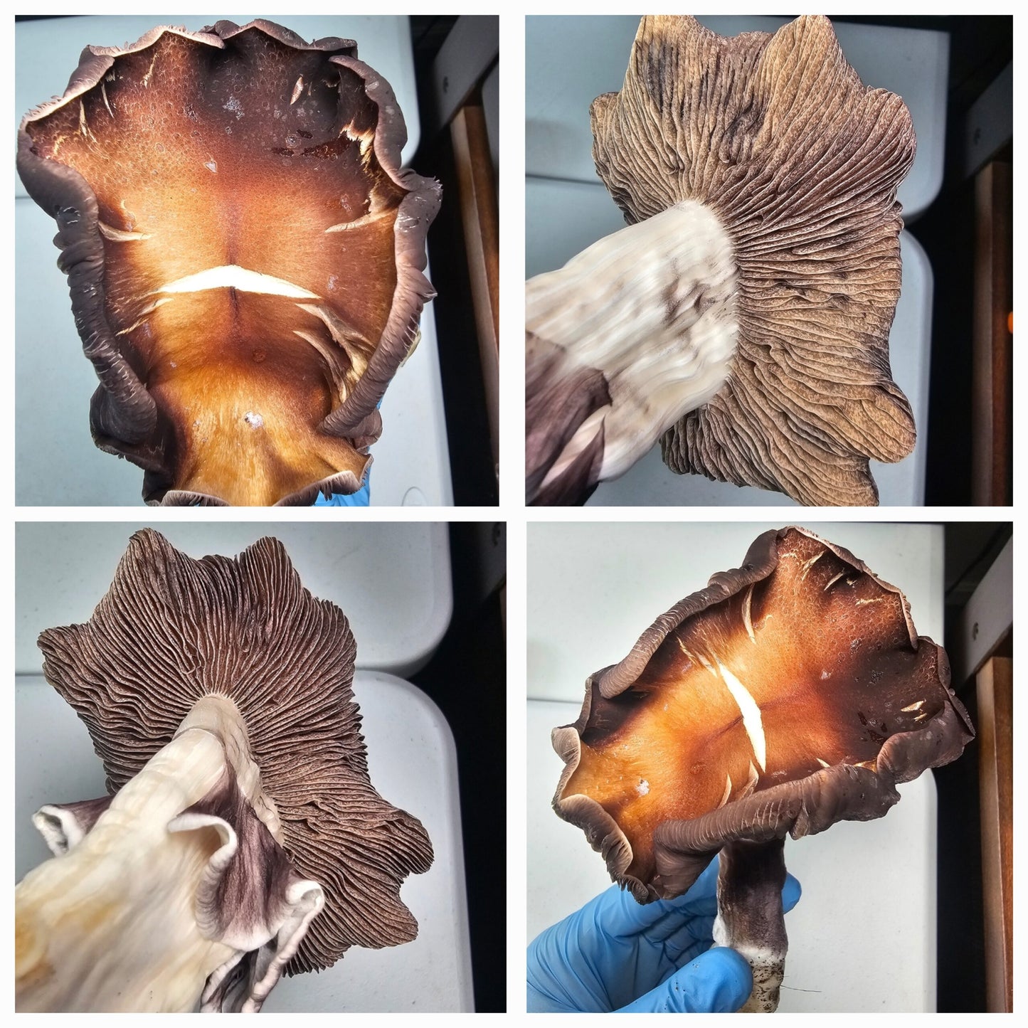 Collage of mushrooms showing spore patterns and gills for Microscopy Research Liquid Cultures analysis.