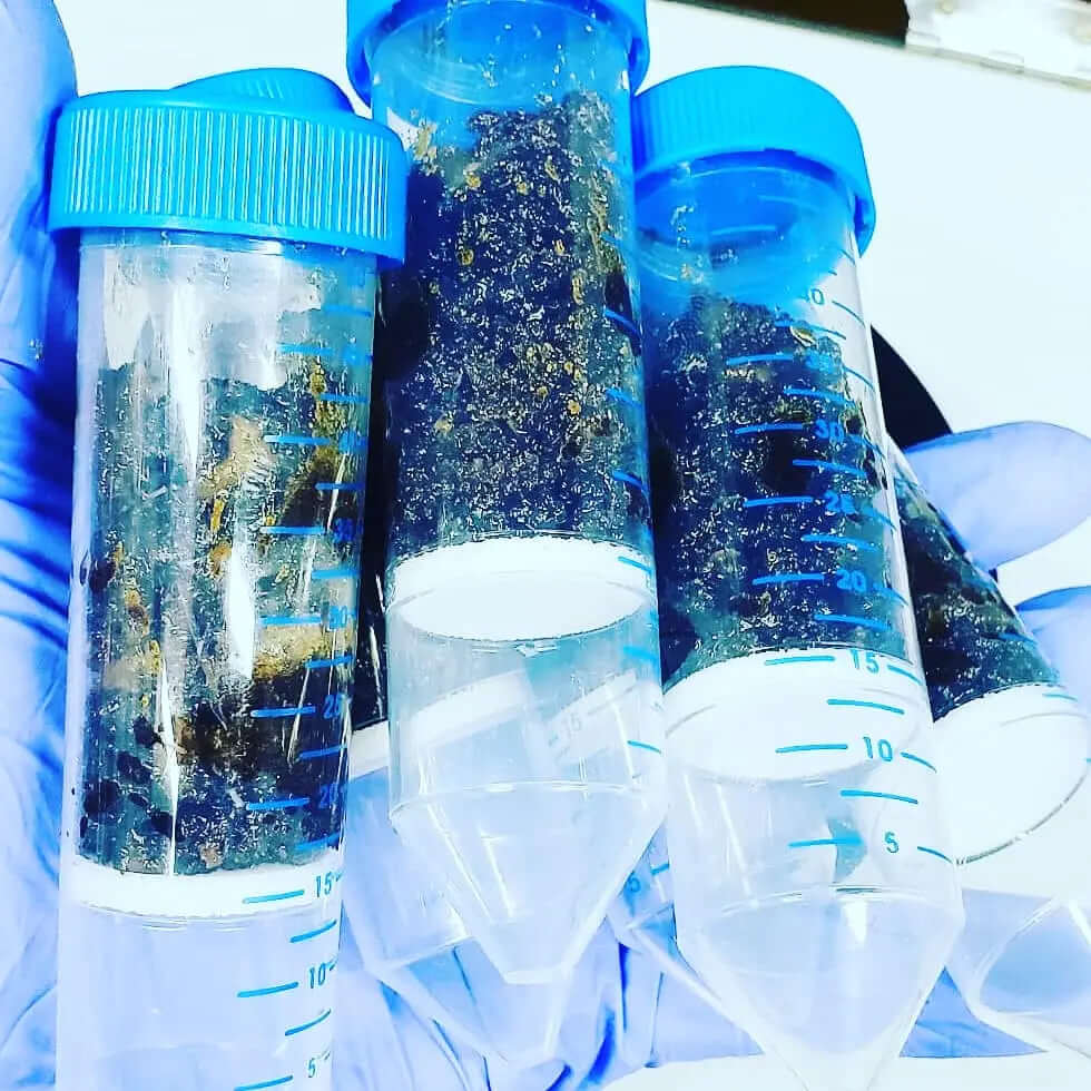 Scientist holding 50ML Centrifuge Tubes Leak-Proof Laboratory Grade with blue caps in a lab setting.