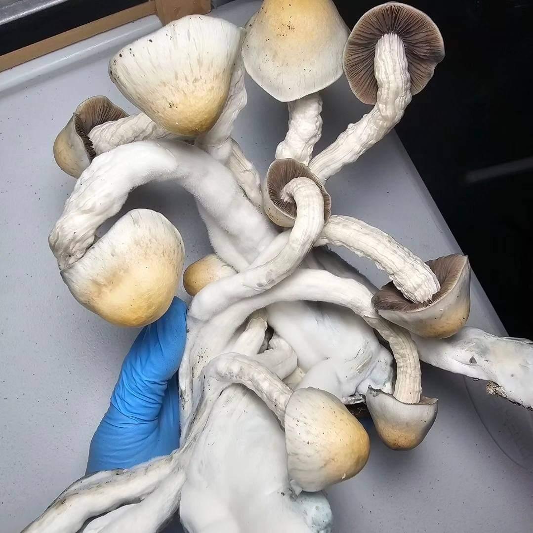 Gloved hand holding mushroom specimens for microscopy research liquid cultures.
