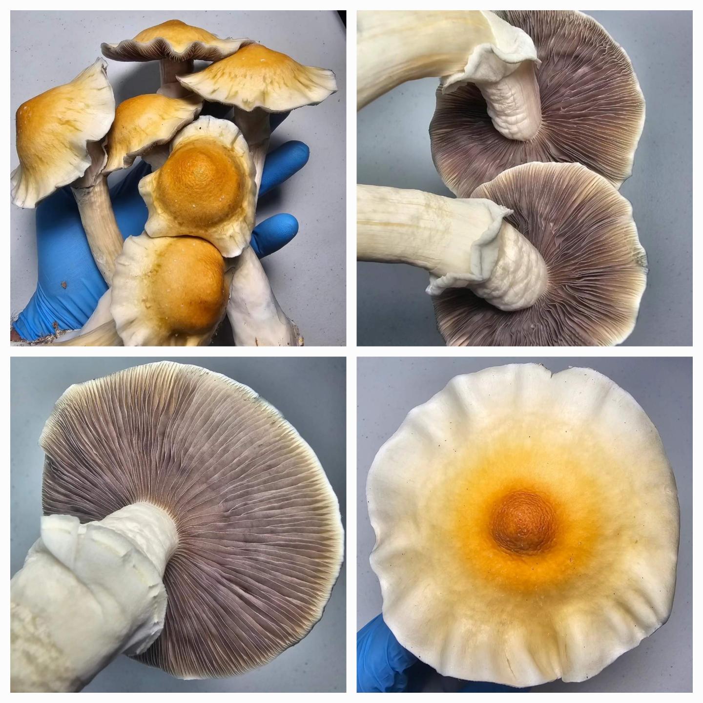 Microscopy Research Liquid Cultures in use for mycelium growth observation, showcasing detailed mushroom caps and gills in close-up.