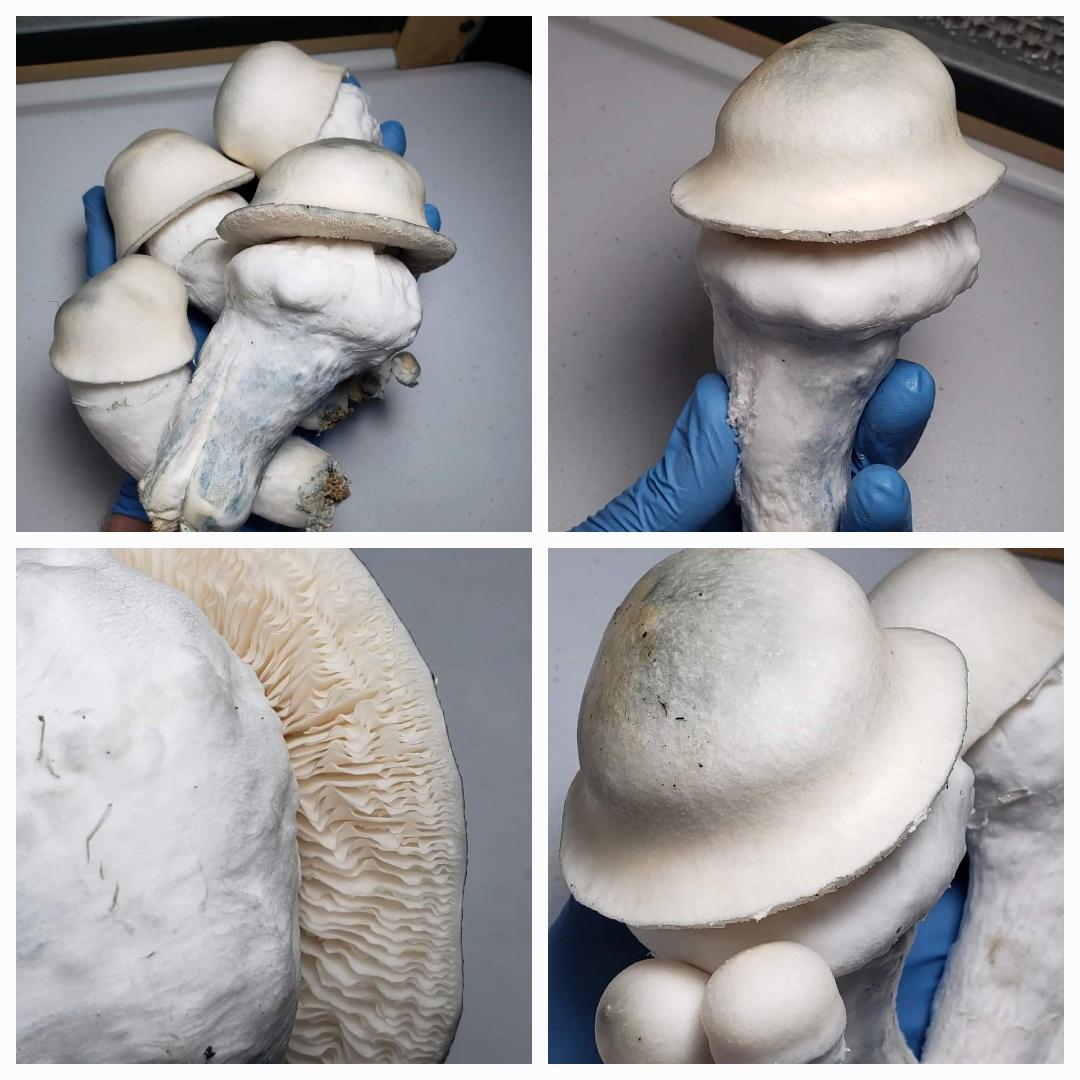 Close-up images of mushrooms used in Microscopy Research Liquid Cultures showcasing mycelium growth and structure in 10ML syringes.