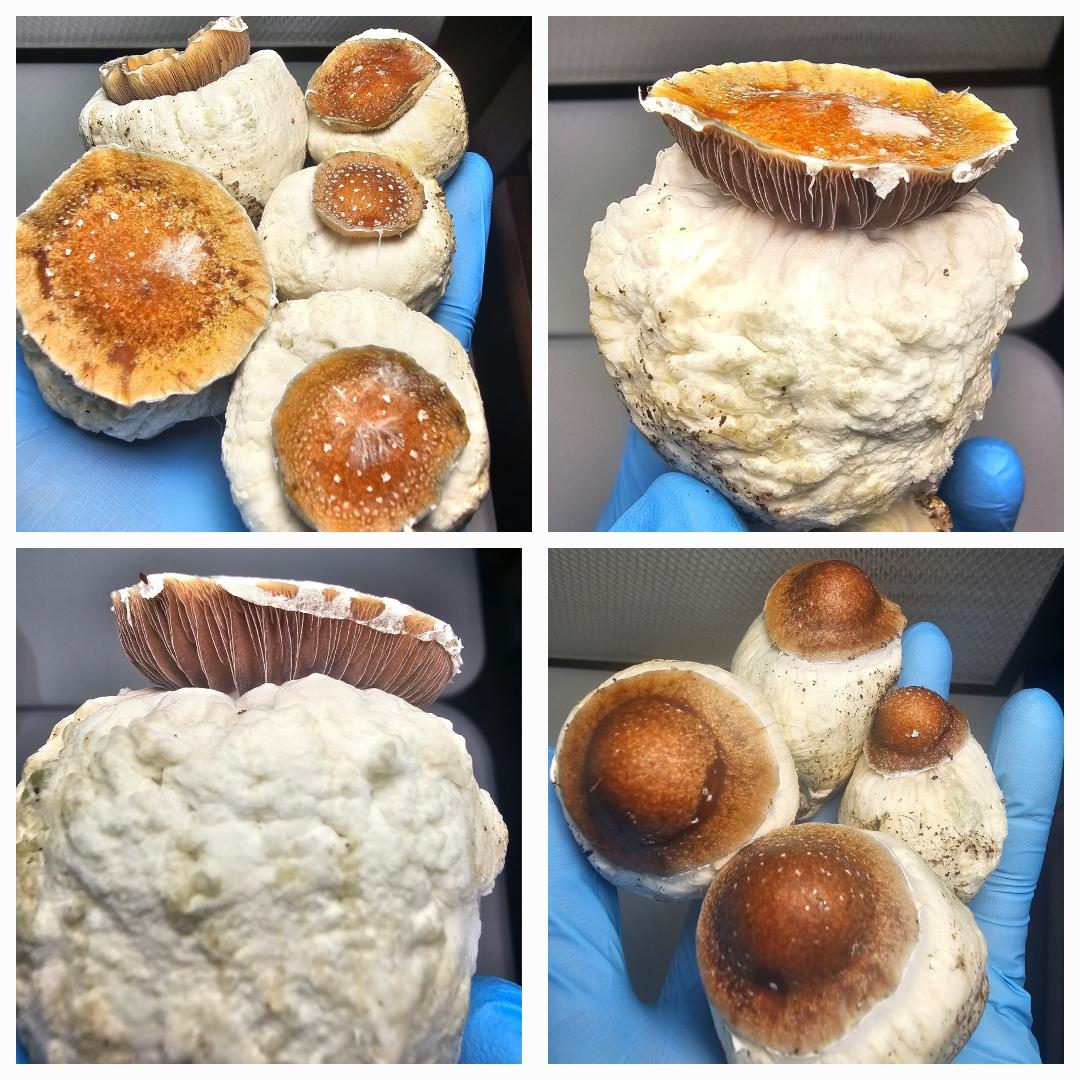 Four images of cultivated mushrooms showing different views and sizes, used for Microscopy Research Liquid Cultures study.