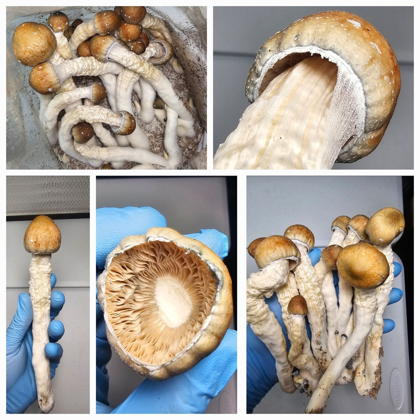 Close-up of mushroom specimens used in Microscopy Research Liquid Cultures for mycology studies.