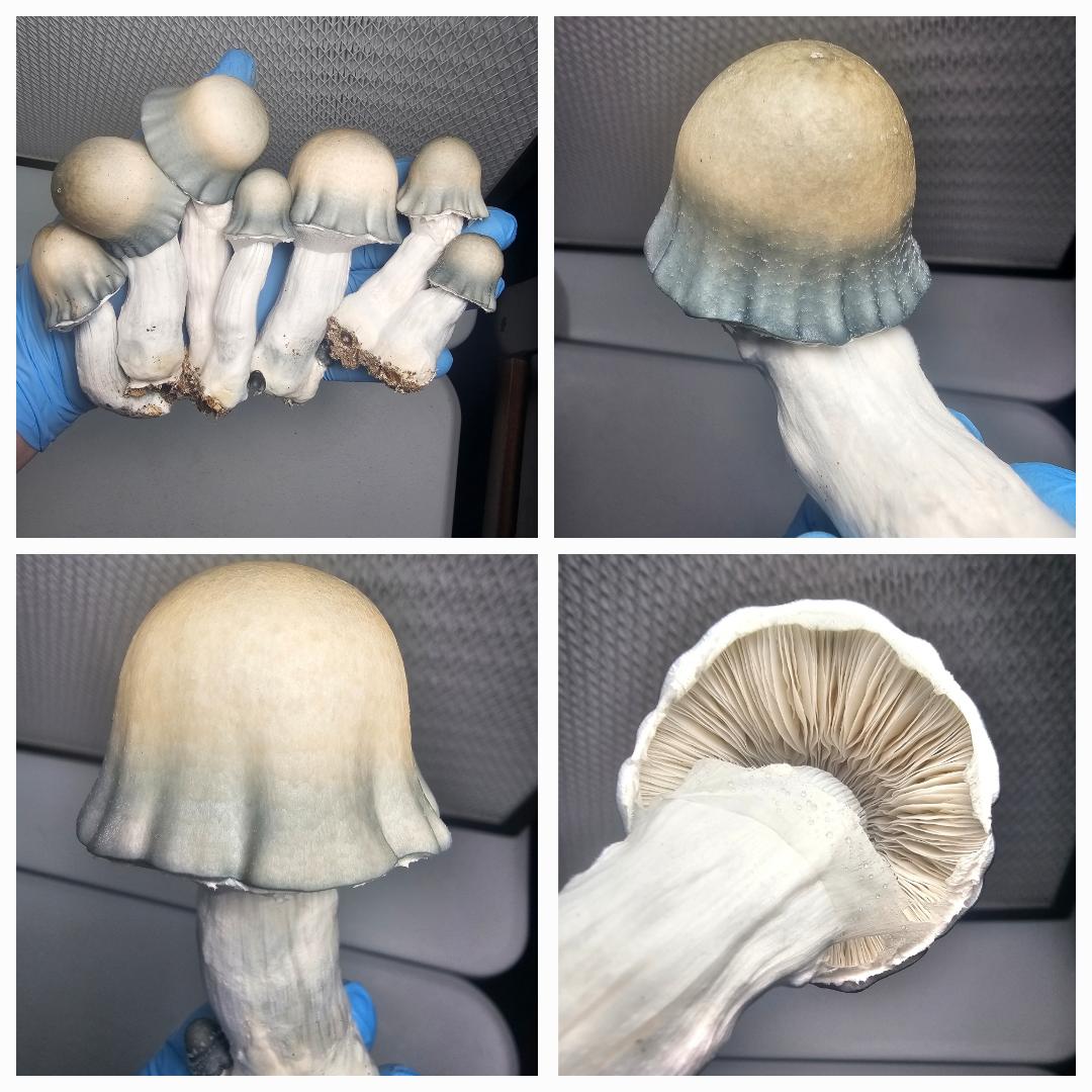 Close-up images of mushrooms used in Microscopy Research Liquid Cultures for observing mycelium growth.