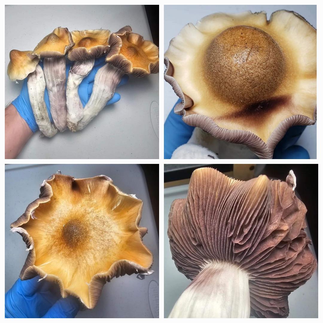 Close-up of mycelium growth used in Microscopy Research Liquid Cultures shown with a variety of mushroom specimens