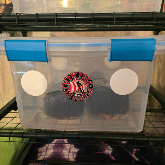Mycology fruiting chamber and AIO Bag combo pack for controlled mushroom growth setup.