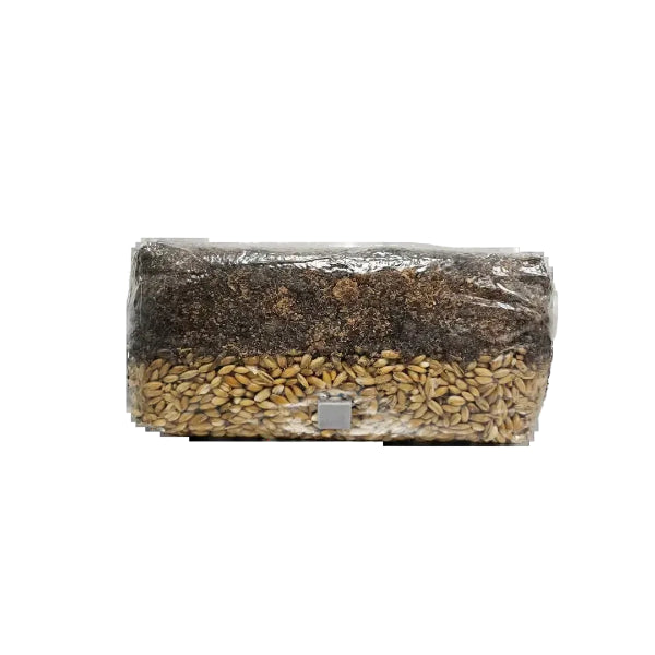 Mycology fruiting chamber and AIO Bag combo pack with all-in-one grow bag for controlled fruiting environment.