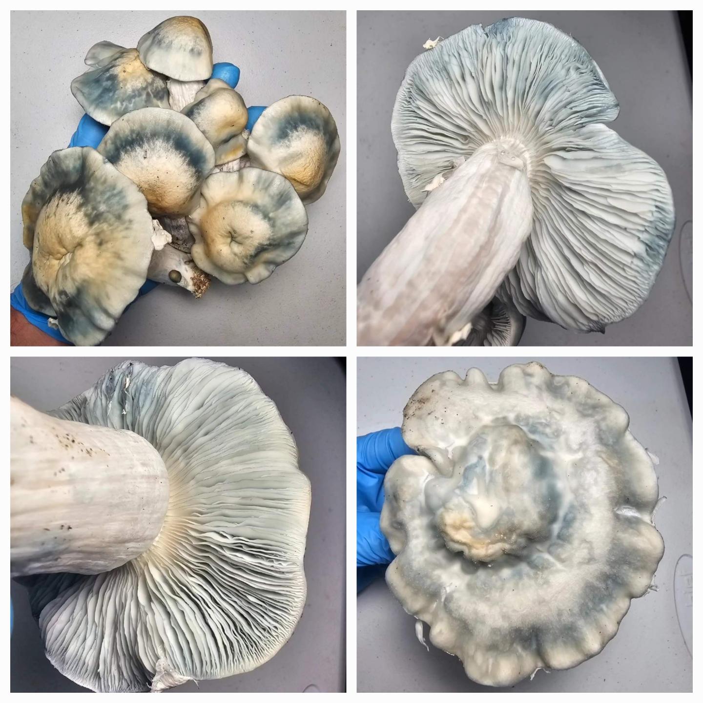 Microscopy Research Liquid Cultures showing various stages of mycelium growth under close examination with 10ML syringes.