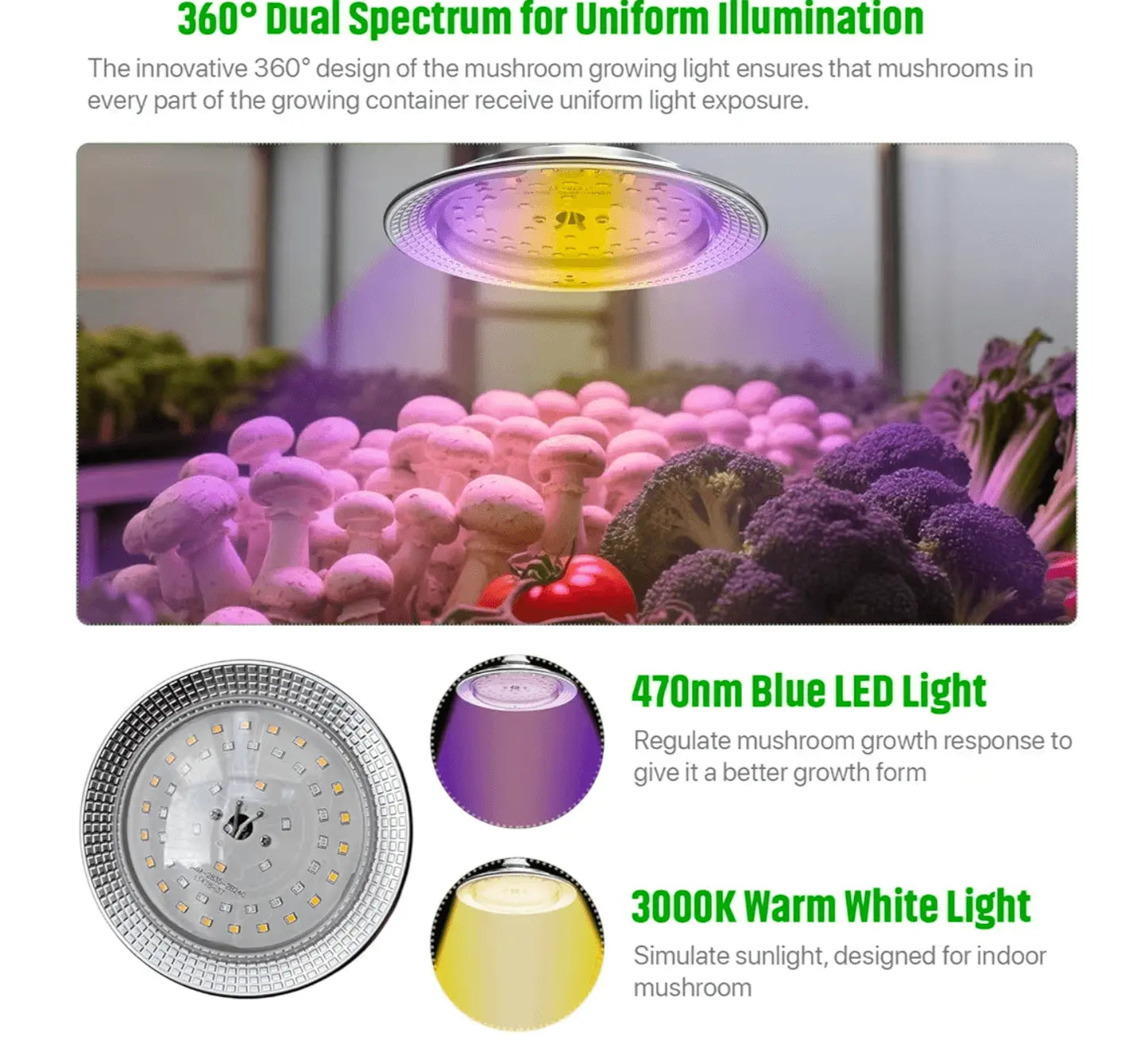 LED lights illuminating mushrooms in a Still Airbox for Mycology, enhancing growth with 360-degree dual spectrum light.