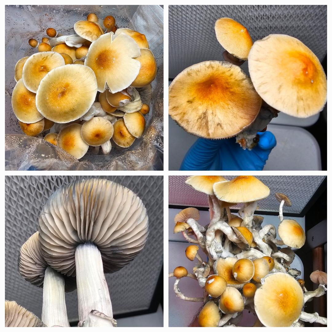 Cultivated mushrooms used with Microscopy Research Liquid Cultures for advanced mycology studies in 10 mL syringes.