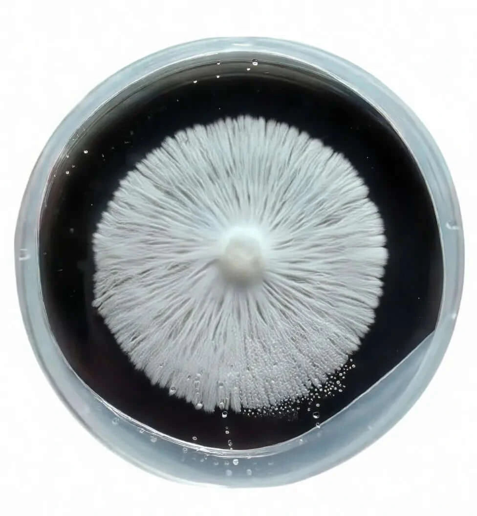 White growth on black agar in a petri dish